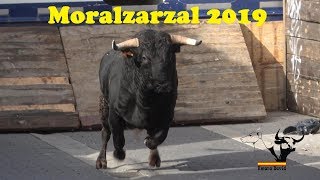 Encierros Moralzarzal 2019 domingo 22 [upl. by Enelyaj]