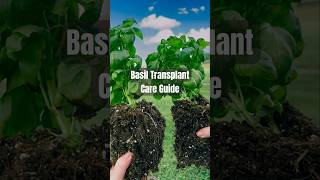 Transplanting Basil Care Guide  basil repotting gardening [upl. by Nealey4]