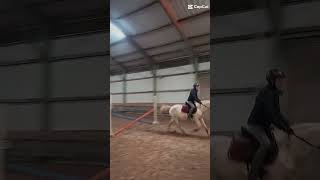 wczoraj na Georgine 🔝😻 horse pony equestrian [upl. by Adah]