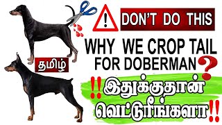 Why we crop the tail for Doberman and Rottweiler dogsTail docking Tamil  KDS pets history [upl. by Anaitat187]