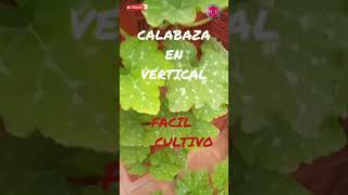 Truco para cultivar calabazas maceta de manera vertical shortsvideo [upl. by Leoine910]