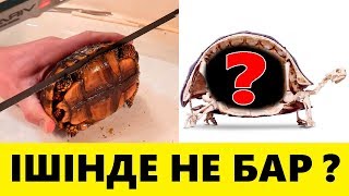 Тасбақалардың ішінде не бар  Ұзақ өмірдің құпиясы [upl. by Aivuy]