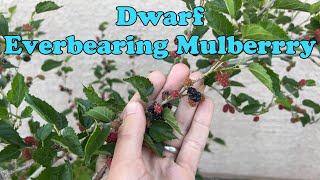 Dwarf Everbearing Mulberry [upl. by Borries674]