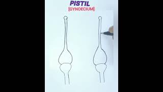 How to draw a pistil easily gynoecium easy drawing [upl. by Moshell]