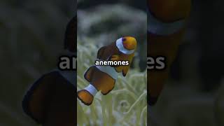 Clownfish amp Sea Anemones Natures Best facts fact natural nature wildlife history science [upl. by Novehc]