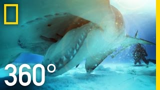 360° Great Hammerhead Shark Encounter  National Geographic [upl. by Toll738]