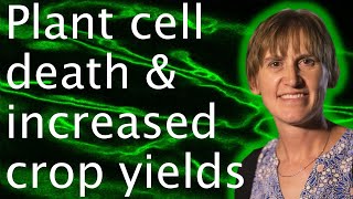 Plant cell autophagy cell death amp food security  Diane Bassham [upl. by Eisaj536]