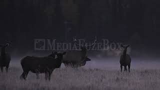 Stock Video  Steam from bull elks breath as it bugles at dawn in the Wyoming wilderness [upl. by Aerdno77]