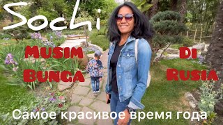 Самое красивое время года в Сочи  Musim bunga di Rusia [upl. by Alemak358]