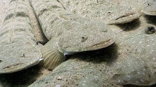 Noosa River underwater footage—Noosa Underwater Biodiversity Assessment NUBA [upl. by Jesse]