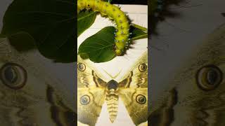 Have you ever seen So Big Caterillar of Giant Peacock Moth Saturnia pyri Saturniidae Lepdoptera [upl. by Behah112]