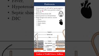 Endotoxins  Microbiology  by Imran Yaseen [upl. by Dyke]