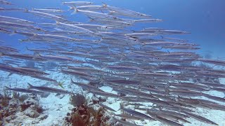 SCUBA Diving in Akumal Mexico [upl. by Antons262]