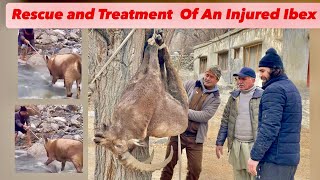 Rescued an Injured Ibex  Treatment of Injured Ibex  Caught an Himalayan Ibex  Ibex Hunting [upl. by Willet122]