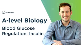 Blood Glucose Regulation Insulin  Alevel Biology  OCR AQA Edexcel [upl. by Enrique406]