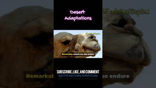 Desert Adaptations Unveiling The World Of Camels animals animalfacts camel camelsofdesert [upl. by Eiluj]