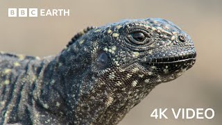 Iguana vs Snakes  4K UHD  Planet Earth II  BBC Earth [upl. by Ellenej]