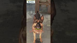 THIS is why Dogmeat is OP fallout4 fallout shorts [upl. by Walcott771]