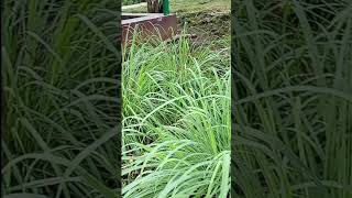 Daun Serai Cymbopogon Citratus [upl. by Gorrono]