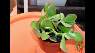 How To Care for Indoor Jade Plants [upl. by Neemsaj513]