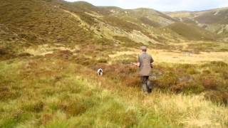 BEST VIDEO  chasse en écosse  la grouse au chien darrêt [upl. by Stedman644]