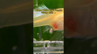 Albino White Tiger Guppy Giving Birth In The Breeding Box [upl. by Idzik]