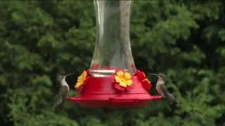 How to Set Up Your Hummingbird Feeder  Ace Hardware [upl. by Anatniuq]