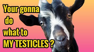 How to Band Goats  Easy Castration [upl. by Ciapha]