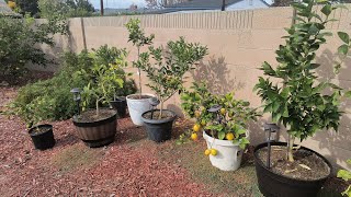 Growing Citrus Trees In Containers  Fruiting December 2023 [upl. by Sirenay]