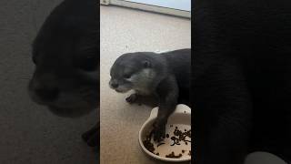 Otter eats without looking at his hands😁🦦Cute Otter ytviral ytshortsvideo cuteanimal [upl. by Pain]