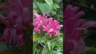 Justicia carnea🌸planta de Brazil tambien le llaman brazillian plume o Jacobinia🌸 [upl. by Otilesoj999]