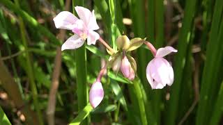 コウトウシラン（ラン科）Spathoglottis plicata 2023年11月 沖縄本島 [upl. by Otir748]