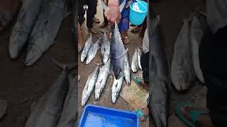 🐟₹2900🐟fish fishing kasimedufish trending trend viralvideo [upl. by Marrin253]