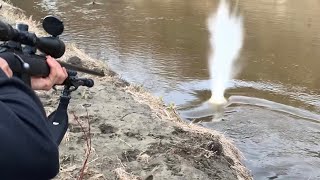 Beaver Hunt With 17HMR And 22LR [upl. by Fawnia]