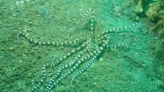 Mimic Octopus crawling around [upl. by Irehs]