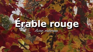 Arbres urbains  érable rouge [upl. by Suirtemed]