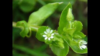 Common Chickweed Stellaria media chickenwort craches maruns winterweed [upl. by Naggem]