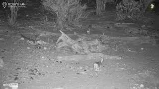 Injured Leopard Tries To Catch A Meal [upl. by Keary]