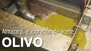 Almazara Procesado de Aceituna Elaboración de Aceite [upl. by Caplan]