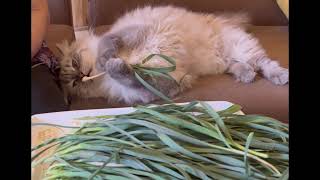 Bayram Smells Gandala and Freezes 😹 Local Herb Puts Cat in a Trance [upl. by Eceinert]