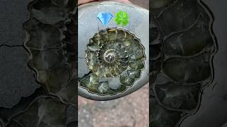 Green Ammonite🍀Fossil Surprise 😮 fossiammonitenaturalwonders [upl. by Wilmette]