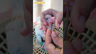 pigeon pox treatment 💯🕊️ viral viralvideo viralshorts youtubeshorts birds edit [upl. by Arebma]