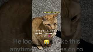 Funny Cat Momentscat catsanimals animalsfypfunnyvideos [upl. by Judd]