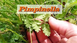 Riconoscere la Pimpinella Pimpinella Anisum le proprietà e come cucinarla [upl. by Harbard232]