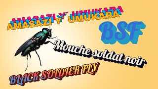 NIGUTE WABONA PROTEYINI ZIHAGIJE UKORESHEJE BLACK SOLDIER FLY [upl. by Melvena456]