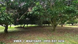 Vlog  19 MANGO FARM FOR SALE  TIAONG QUEZON  2 HECTARES [upl. by Oringas]