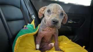 Villalobos Rescue  Veterinary Bill Needs Help [upl. by Roman]