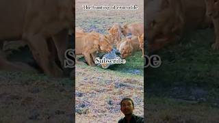 hunting discovery female lions and crocodile death [upl. by Colin]