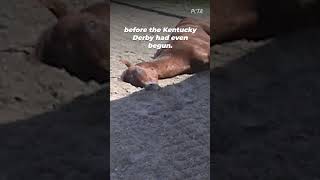 The Horse Death Toll at Churchill Downs shortsyoutube [upl. by Tumer834]