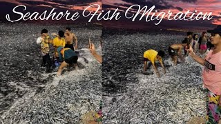 LOOK FISHES MIGRATION TO SEASHORE I MAASIN SARANGANI PHILIPPINES I JAN 7 2024 [upl. by Joab]